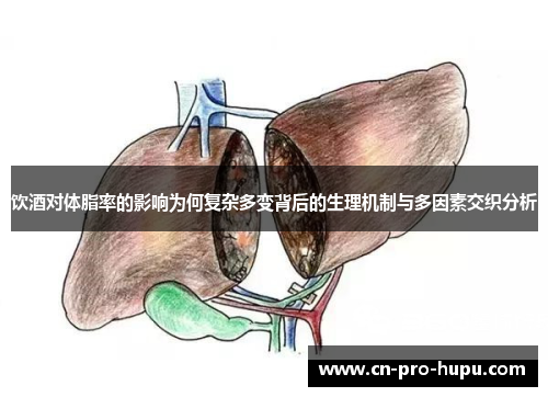 饮酒对体脂率的影响为何复杂多变背后的生理机制与多因素交织分析